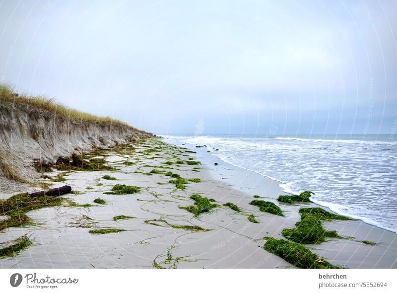 the day after Naturschauspiel Wind Regen Unwetter sturmflut Sturm Zingst Fischland-Darß Mecklenburg-Vorpommern Ostseeküste Landschaft Küste Farbfoto Wasser