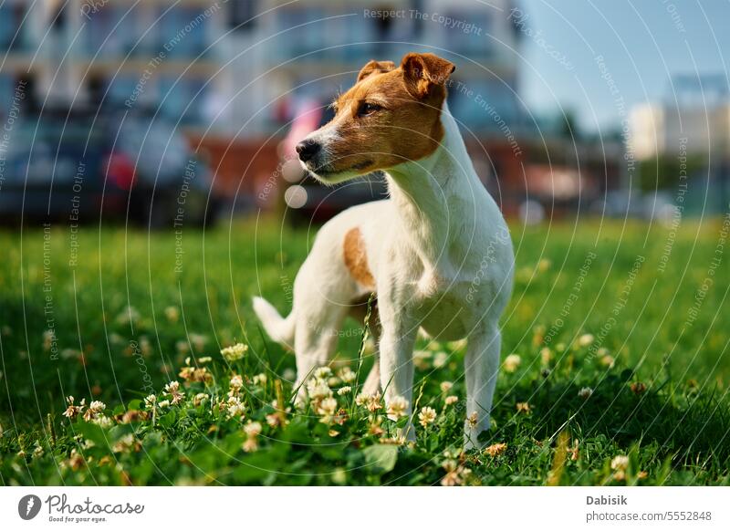 Spaziergang mit dem Hund auf einer Wiese mit grünem Gras an einem Sommertag Haustier jack russell Rasen Porträt Tier im Freien laufen aktiv niedlich Reinrassig