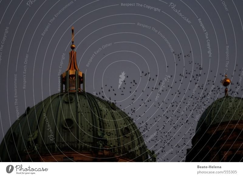 Gruppenfeeling | Gemeinsam sind wir stark! Sightseeing Umwelt Himmel Nachthimmel Herbst Berlin Hauptstadt Stadtzentrum Dom Dach Sehenswürdigkeit Wahrzeichen