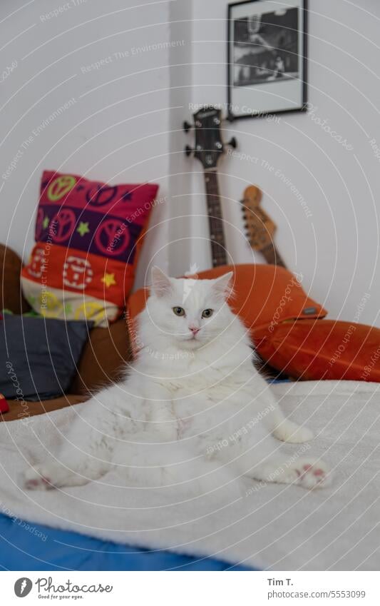 Kater sitz breitbeinig auf dem Sofa Gitarre Wohnzimmer gemütlich Liege Hauskatze im Innenbereich sitzen Peace Lifestyle Appartement