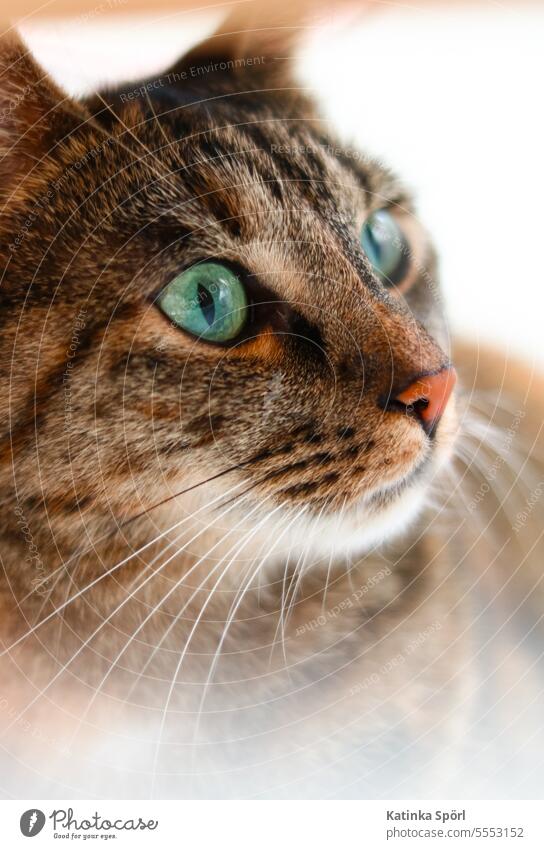 Getigerte Katze Fell Hauskatze getigert getigerte Katze Schnurrhaar Haustier cat Säugetier Auge Katzenauge Tierporträt Tiergesicht Schnauze niedlich Blick