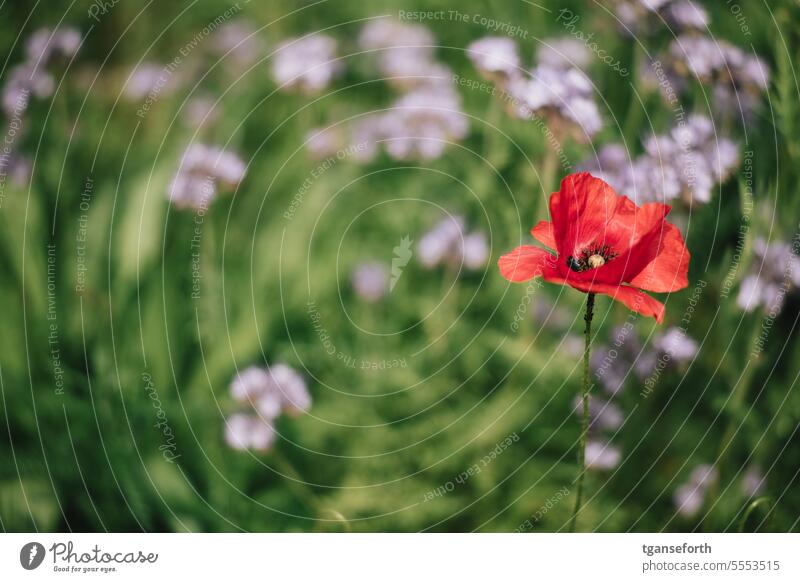 Klatschmohn Mohn Sommer rot Pflanze Blüte Blume Natur Feld grün Wiese Mohnblüte Außenaufnahme Idylle roter mohn Schwache Tiefenschärfe Mohnblume Klatschrose