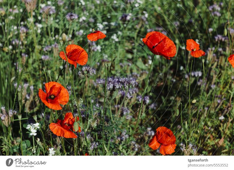 Klatschmohn Mohn Sommer rot Pflanze Blüte Blume Natur Feld grün Wiese Mohnblüte Außenaufnahme Idylle roter mohn Schwache Tiefenschärfe Mohnblume Klatschrose