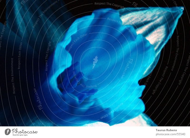 Blüte in Falschfarben Blume Blatt falschfarben Makroaufnahme blau