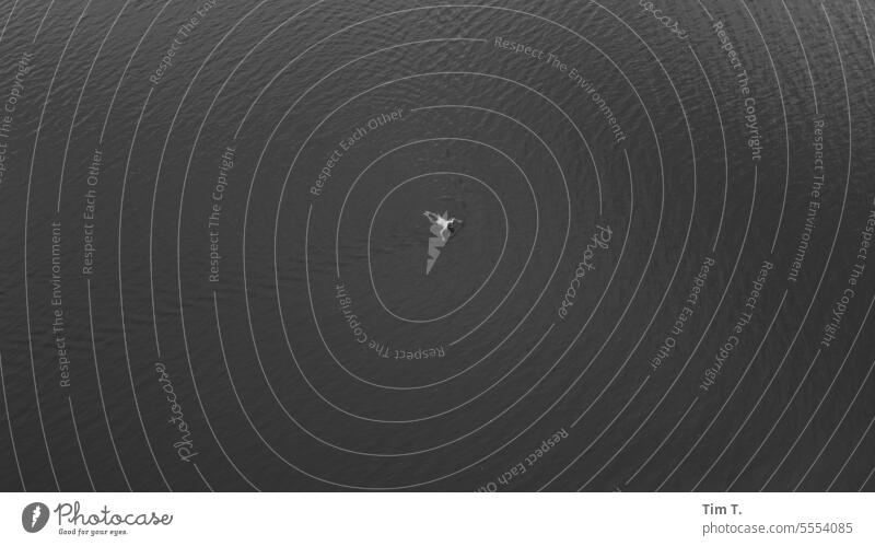 Schwimmer See lake Herbst s/w Drohnenansicht Schwarzweißfoto b/w Tag b&w Außenaufnahme ruhig Einsamkeit Brandenburg bnw