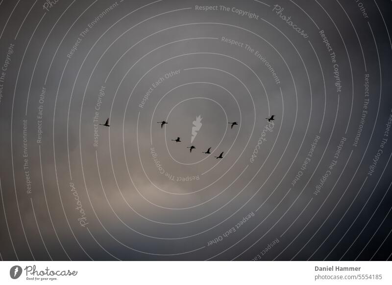 Zugvögel fliegen an dunklem Himmel bevor ein unwetterartiger Regenguss beginnt. Vogelflug Vogelschwarm Schwarm Außenaufnahme Zugvogel Wildtier Silhouette