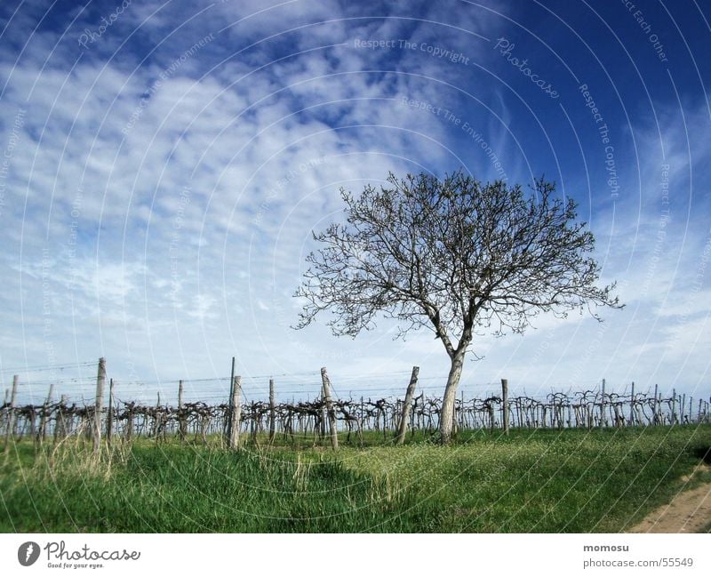 Frühling im Weingarten Weinbau Baum Gras Wolken Himmel