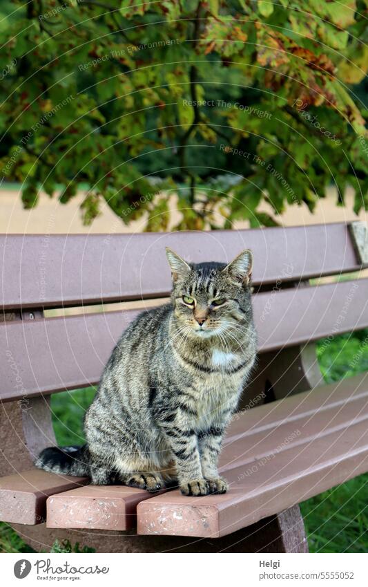 Wachposten Katze Tier Bank sitzen Außenaufnahme Baum Blätter Haustier Farbfoto Menschenleer Tierporträt beobachten niedlich Blick Hauskatze Wachsamkeit Neugier