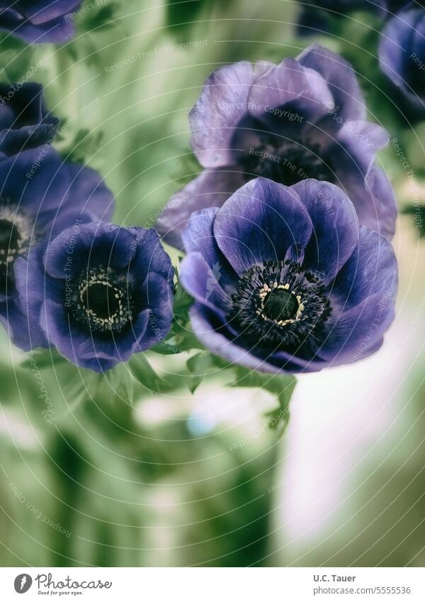 Strauß von Anemonen in Vase blau Blumen Blumenstrauß Blüte Garten-Anemone