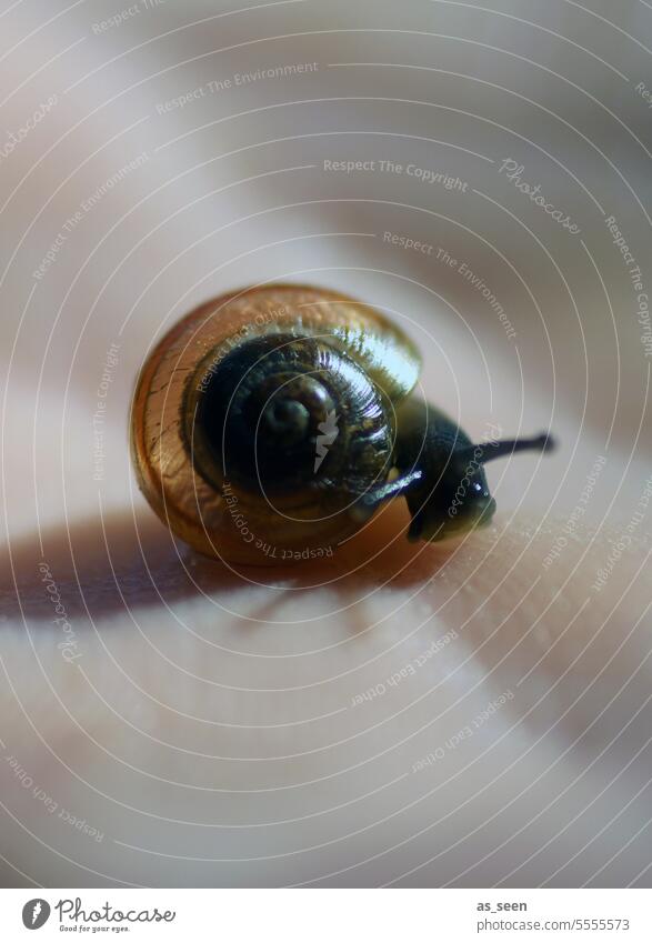 Kleine Schnecke streckt die Fühler aus Schneckenhaus klein Nahaufnahme braun Frühlung Tier Farbfoto Außenaufnahme Natur Schwache Tiefenschärfe schleimig Umwelt