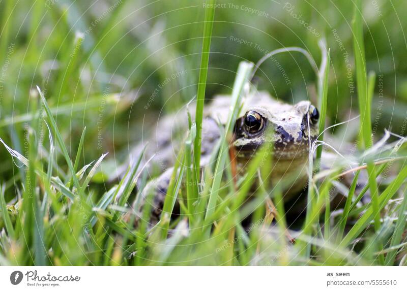 Froschperspektive Gras Grashalm Wiese feucht Blick warten hocken glänzend nass grün Natur Nahaufnahme Außenaufnahme Menschenleer Schwache Tiefenschärfe Teich