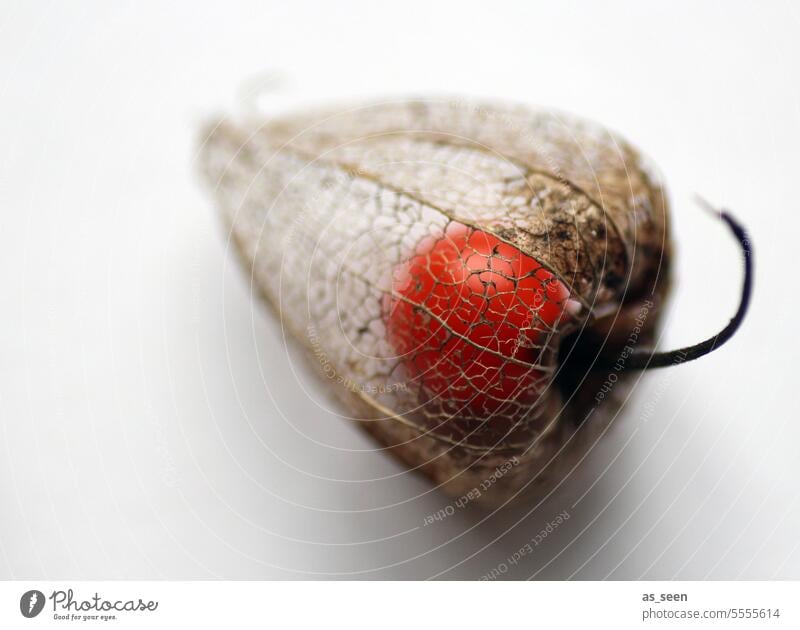 Physalis Lampionblume Frucht Vitamin C orange gesund sauer Lebensmittel Ernährung Gesundheit frisch Bioprodukte vitaminreich fruchtig Nahaufnahme Foodfotografie