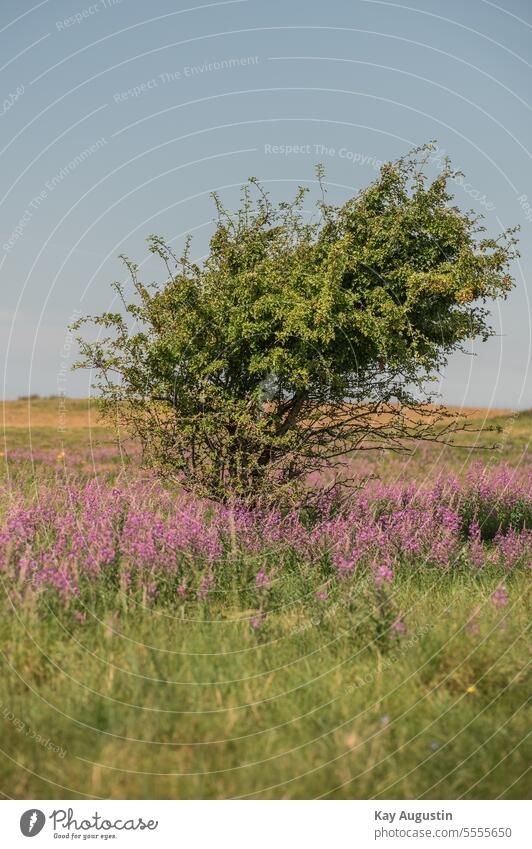 Windflüchter in der Heide Heidekraut Erikakraut Küste Baum Natur Außenaufnahme Himmel Pflanze Farbfoto Menschenleer Gras Landschaft Umwelt Nordseeinsel