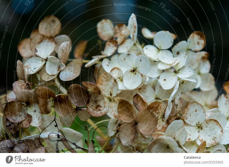 Herbstliche Hortensienblüte Natur Flora Pflanze Blüte Hortensiengewächse Hydrangea Jahreszeit verblühen Wandel & Veränderung Tag Tageslicht