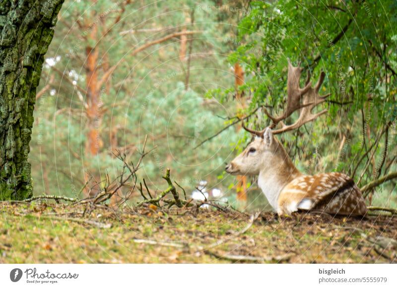 Hirsch im Wald Rotwild Natur Wildtier Geweih grün Außenaufnahme Jagd Tierwelt Hirsche Säugetier braun Farbfoto Umwelt Menschenleer