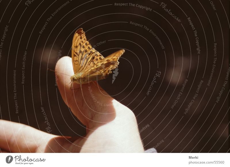 im Einklang mit der Natur Schmetterling Hand Vertrauen Frieden Tier Insekt Zärtlichkeiten zart Verbundenheit Zusammensein Licht Sonne harmonisch sanft