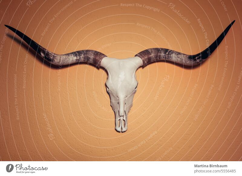 Texas Longhorn-Schädel an einer Wand Langhorn texas longhorn texas longhorn schädel texas longhorns Longhorn-Ruder Bulle Tier Hupe Büffel Kunst Skelett Kopf Kuh