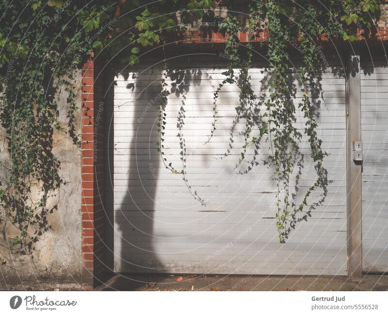 Garagentor mit Efeu und Baumschatten Architektur Natur Schatten Tür Türen und Fenster Gebäude Haus Wand Fassade Außenaufnahme alt Licht Lichtspiel Lichteinfall