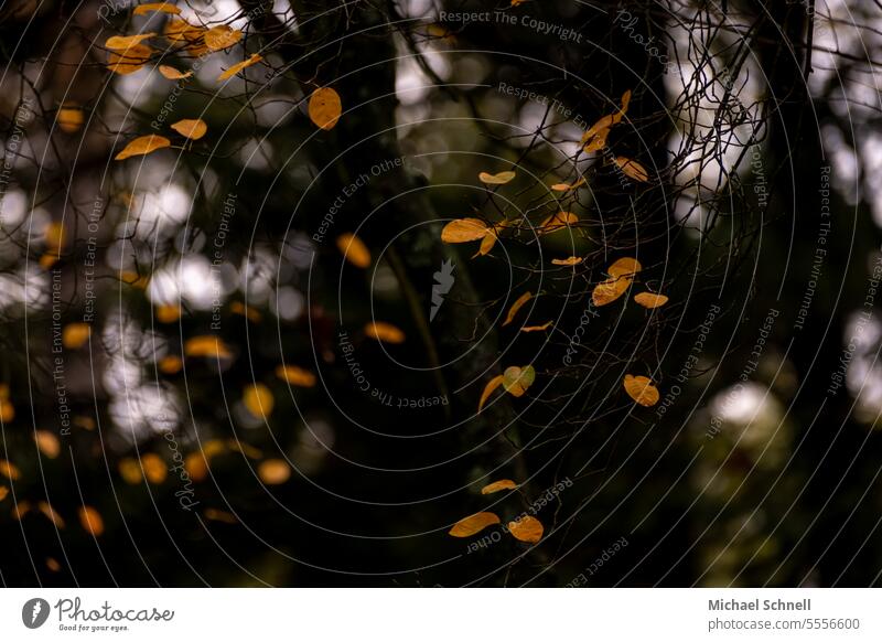 Herbstblätter herbstlich Herbstfarben Herbstfärbung dunkel Herbststimmung Blätter Jahreszeiten Herbstsaison Vergänglichkeit Herbstwetter Blatt gelb