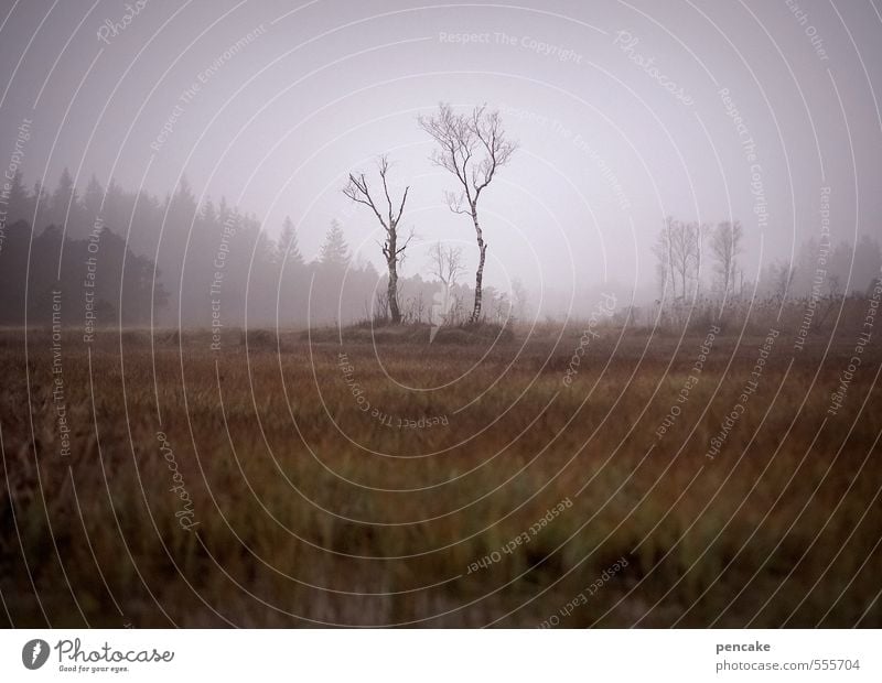 moorsoldaten Kultur Musik Umwelt Natur Landschaft Urelemente Erde Herbst Moor Sumpf Zeichen Stimmung Tapferkeit Willensstärke Akzeptanz Vertrauen Einigkeit