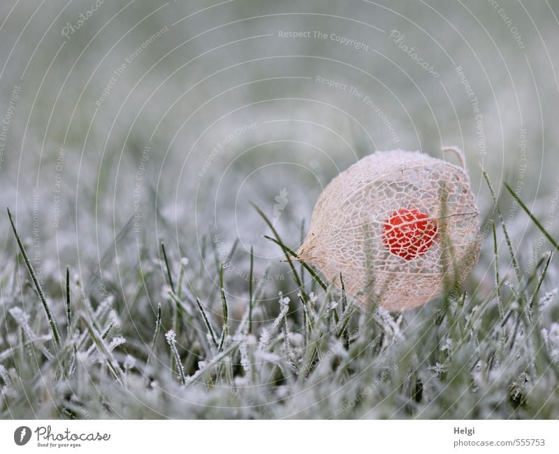 eiskalter Novembermorgen... Umwelt Natur Pflanze Herbst Eis Frost Gras Lampionblume Garten frieren liegen dehydrieren ästhetisch natürlich braun grün orange