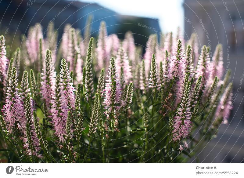 Stadtgrün | Veronica auf dem Balkon, im Hintergrund unscharfe Hausfassaden Balkonblume Balkonblumen Blume Pflanze blühende Pflanze Blühend Natur blühende Blume