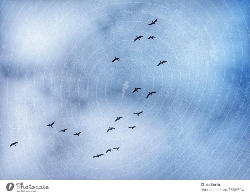 Gänse am blauen Himmel Gänseschwarm blauerhimmel Natur Landschaft vogel Vogelzug herbst umwelt Gans freiheit Wildtier Zugvogel Zugvögel Reise Vögel