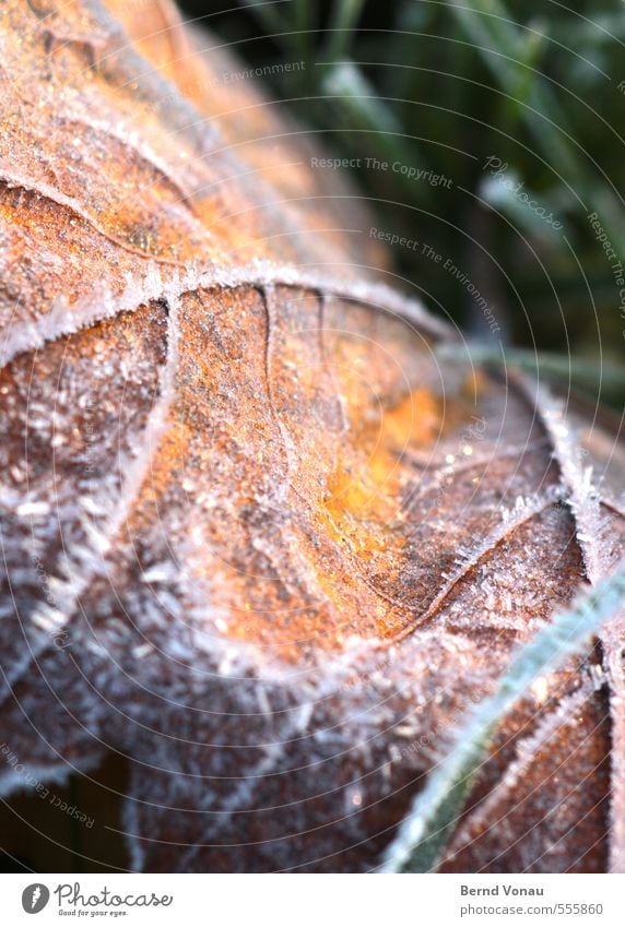 Yafal Pflanze Gras Blatt gelb grün weiß Herbstlaub Frost Blattadern schön Raureif Halm braun Farbfoto Außenaufnahme Nahaufnahme Menschenleer Morgen Licht