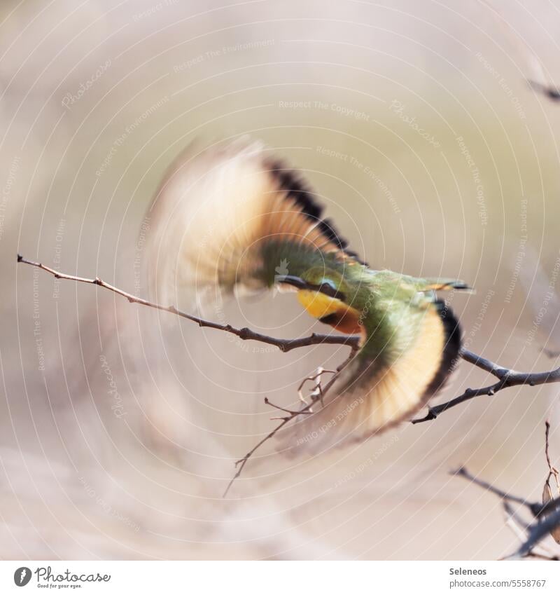 Abflug Vogel bienenfresser fliegen Natur Tier Bienenfresser Tierwelt wild Fauna mehrfarbig Feder Ast Freiheit exotisch schön Flügel Start