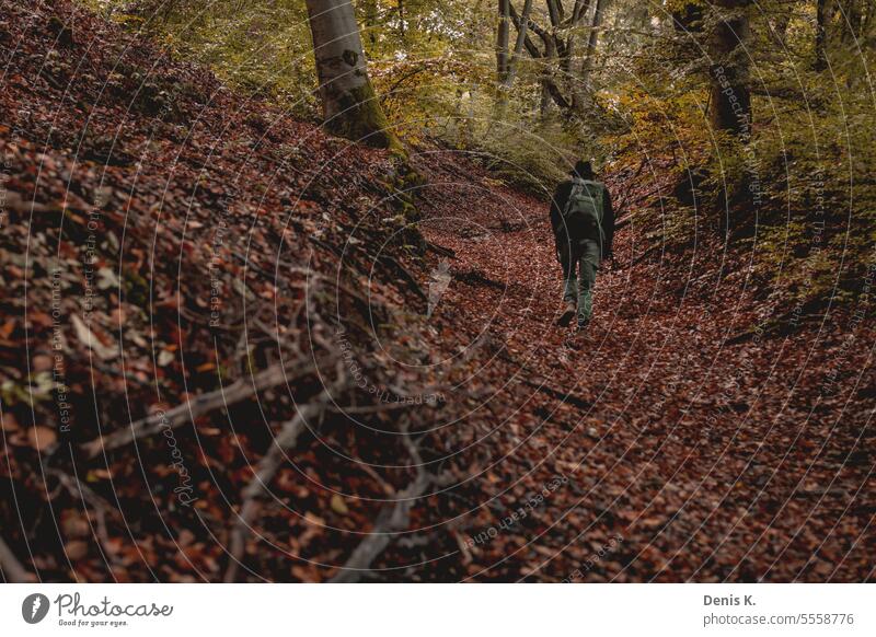 Walking in The Forest Landschaft Natur Außenaufnahme Farbfoto Menschenleer Baum Pflanze Wald Tag Umwelt Blatt Sträucher natürlich Kontrast Sommer Herbst Gras