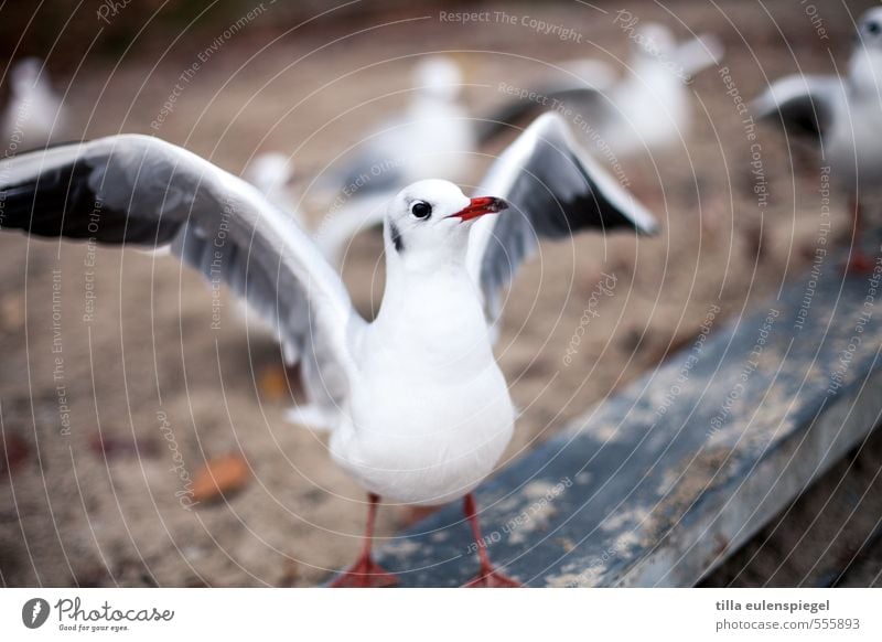 agathe Tier Vogel 1 Vorfreude Möwe Flügel Erwartung Vorderansicht Schwache Tiefenschärfe weiß beobachten Farbfoto Außenaufnahme Tierporträt