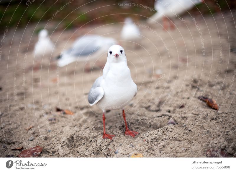 Hermann Ferien & Urlaub & Reisen Strand Sand Herbst Ostsee Meer Tier Wildtier Vogel Tiergesicht 1 Tiergruppe beobachten Blick stehen warten frech natürlich weiß