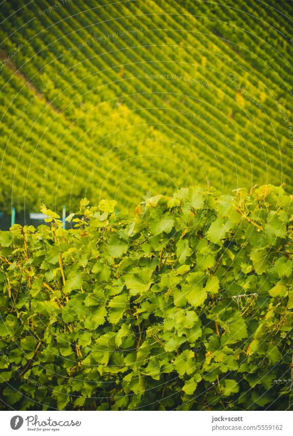 Weinberg-Symmetrie und die Fruchtbarkeit des Geistes Sommer grün Kulturlandschaft Weinbau Natur Pflanze Nutzpflanze Sonnenlicht Landwirtschaft Ordnung Reihen