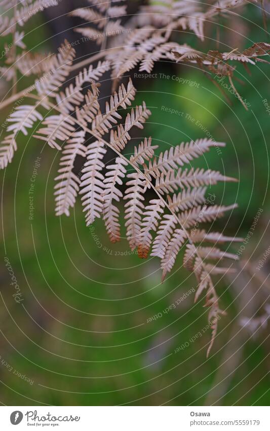 Farn im Herbst Pflanze Blatt trocken vertrocknet braun grün Laub menschenleer Textfreiraum unten Schwache Tiefenschärfe Farbfoto Natur Außenaufnahme