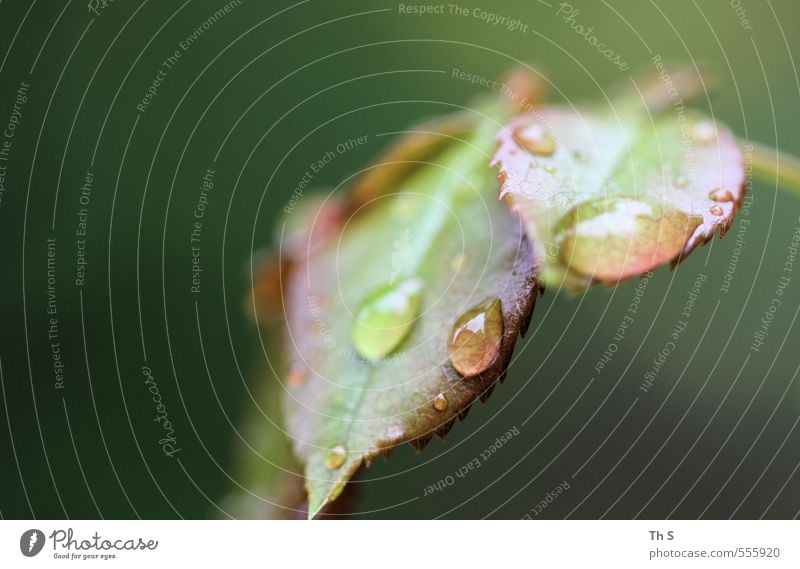 Regentropfen Natur Pflanze Blatt ästhetisch authentisch nass grün Gelassenheit geduldig feucht harmonisch Tropfen Farbfoto Außenaufnahme Nahaufnahme