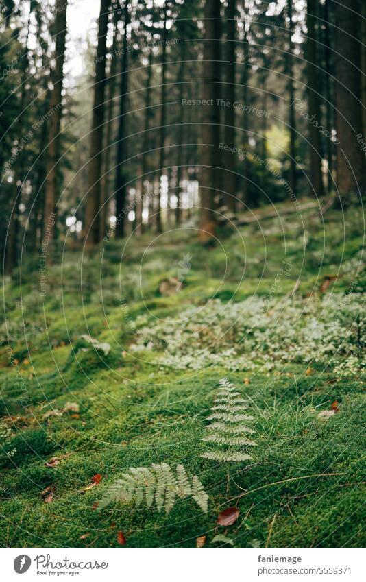 Tiefe des Waldes - Farn im Wald mit Bäumen im Hintergrund tief Grün grüne Longe Aufatmen Waldbaden Entspannung Natur dunkel Dunkelgrün herbst Nadelholz