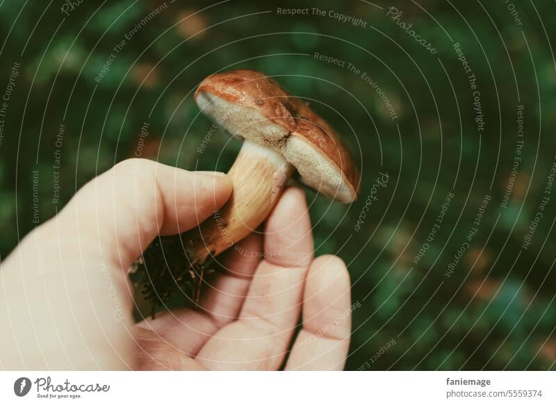 Röhrlinge sammeln im Wald Pilz Pilze Pilzwanderung unschärfe Hand pflücken betrachten. Entspannung Nahrung nahrungssuche Grün braun herbst herbstlich oktober