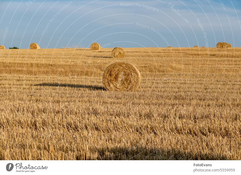 Strohballen auf abgeerntetem Feld mit vielen Heuballen am Horizont copyspace Natur Tag ländlich Ackerbau Sommer Müsli Bauernhof Ranch Bartstoppel sonnig