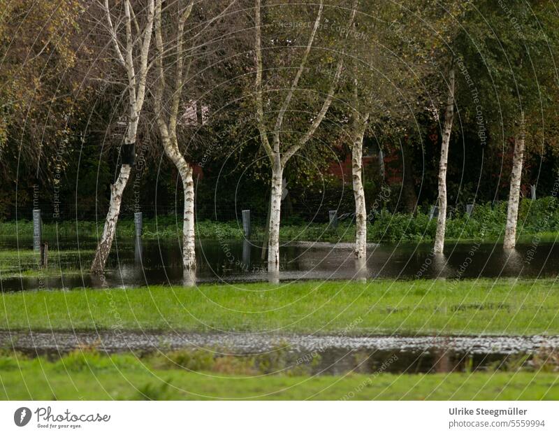 Birken stehen im Wasser auf einem überschwemmten Feld nach Regen und Sturm Baum Überschwemmung Gras Acker pferdewiese Fluss sturmflut Herbst Herbstwetter Norden