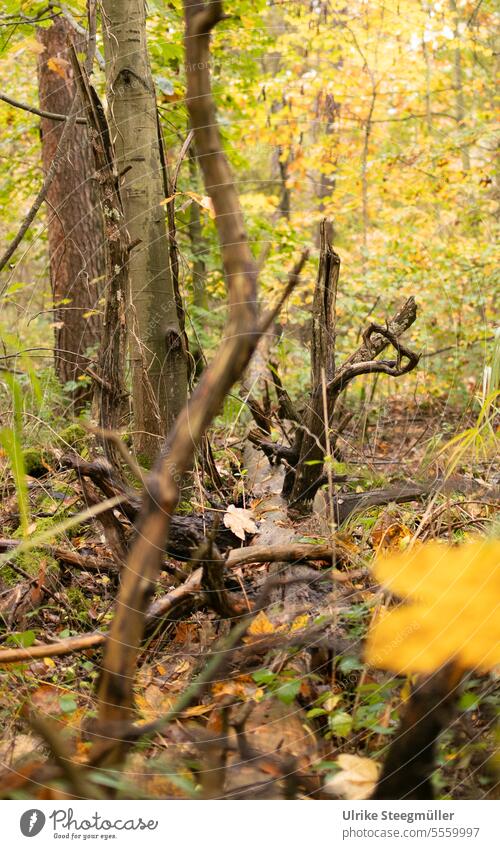 Umgefallener Laubbaum im Wald Baum fällen toter Baum Herbst herbstlich Herbstwald Herbstwetter Erholung Walderholung moosbewachsen nass Regen