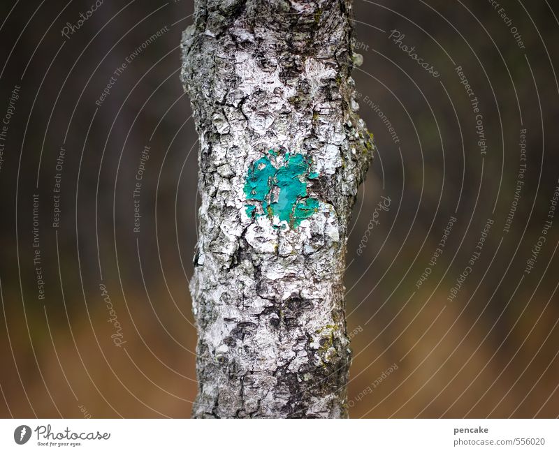 punktsieg | übungsgelände Natur Landschaft Urelemente Herbst Baum Wald Zeichen Abenteuer Punkt Baumrinde Birke schießen schießstand Manöver Gelände schießübung