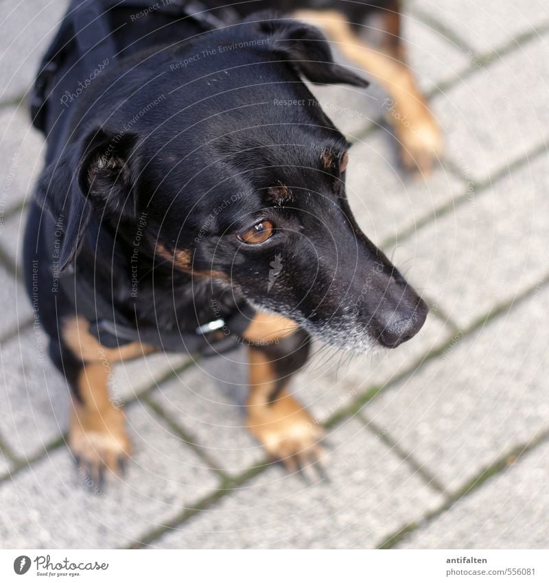 Gestatten, Bruno. Stadt Platz Pflastersteine Pflasterweg Tier Haustier Hund Tiergesicht Fell Krallen Pfote Auge Ohr Schnauze 1 Hundehalsband Stein Leder