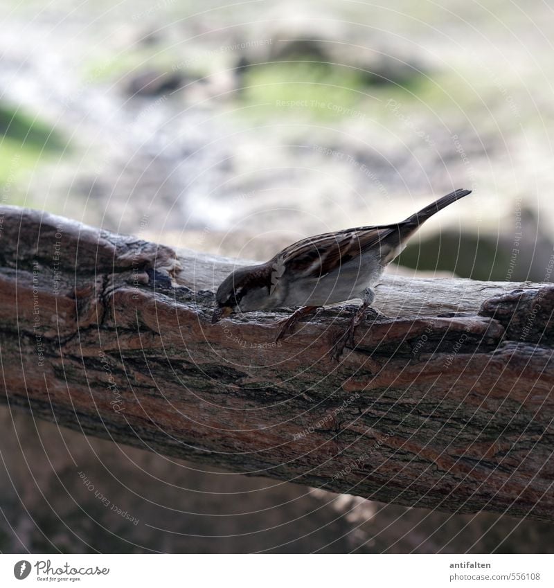 Startklar Natur Tier Erde Sommer Herbst Baum Gras Moos Ast Park Hügel Felsen Vogel Tiergesicht Flügel Krallen Zoo Spatz 1 beobachten entdecken fliegen hocken