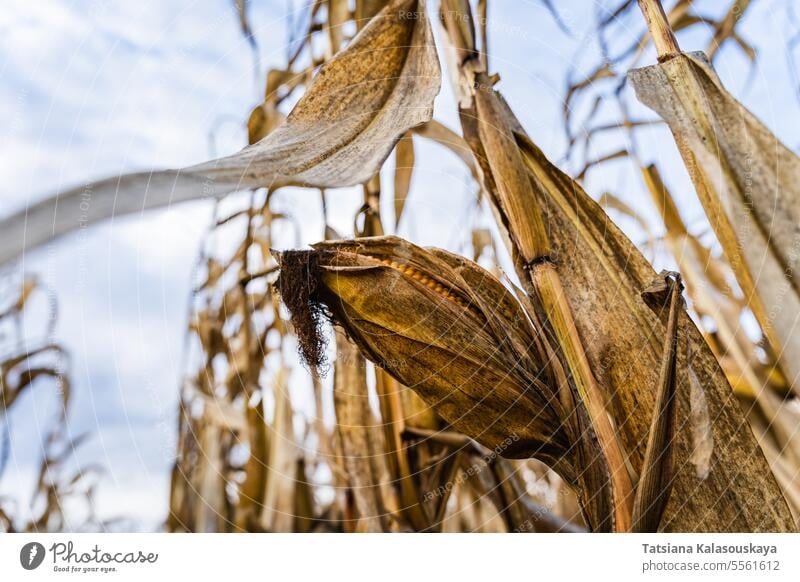 Maiskolben auf einem trockenen Busch im Herbst Feld Pflanze Kolben Lebensmittel organisch Ackerbau Ernte Natur Sommer Nahaufnahme Gemüse Umwelt Korn Saison reif