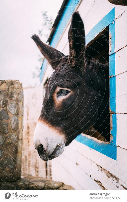 Esel schaut aus dem Fenster seines Stalls Tier Tierporträt Tiergesicht Tierliebe tierwelt Außenaufnahme Farbfoto Menschenleer niedlich Nutztier Blick Tag braun