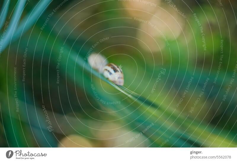 Kleine Schnecke an grünem Blatt (Lensbaby) Grün Bokeh klein Makroaufnahme Natur Farbfoto Außenaufnahme Tier Menschenleer Schwache Tiefenschärfe 1 Tag braun