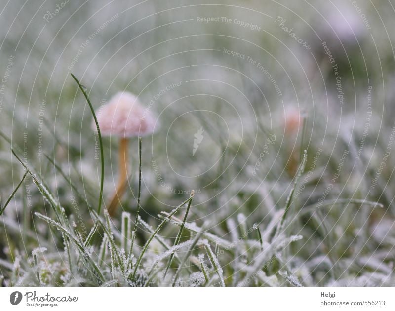 Tarnkappe... Umwelt Natur Pflanze Herbst Winter Eis Frost Gras Pilz Garten Wiese frieren stehen Wachstum authentisch kalt klein natürlich braun grün weiß ruhig