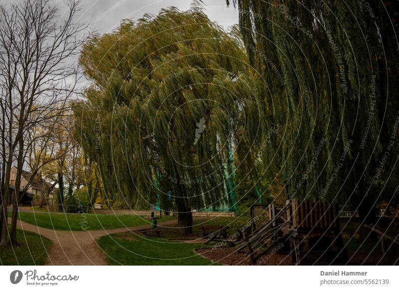 Trauerweide im Herbst vom Wind bewegt. In einem Schlosspark mit kleinem Abenteuerspielplatz. Weide Baum Park Schloss Oberau Wolken Bunt Außenaufnahme