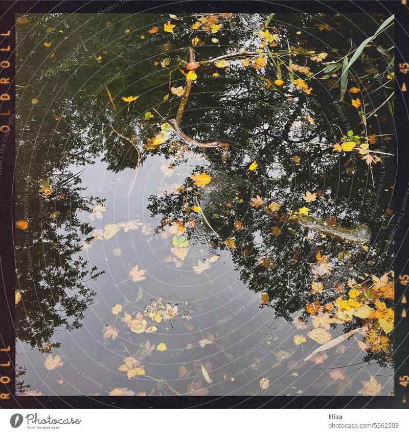 Buntes Herbstlaub im Wasser. herbst herbstlich bunt Blätter Herbstfärbung Natur Jahreszeiten Herbststimmung Vergänglichkeit Herbstsaison Laub Gewässer