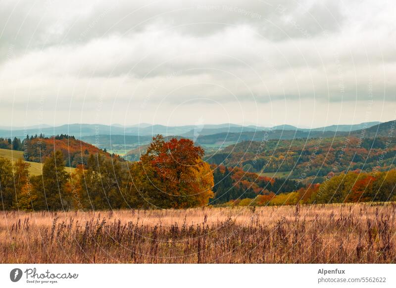 Herbst in der Rhön II Landschaft Farbfoto Natur Herbstlandschaft Herbstfärbung Herbstlaub Herbststimmung Außenaufnahme Herbstwetter Jahreszeiten Regenwetter